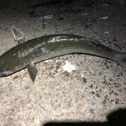 アジングにかかった大物