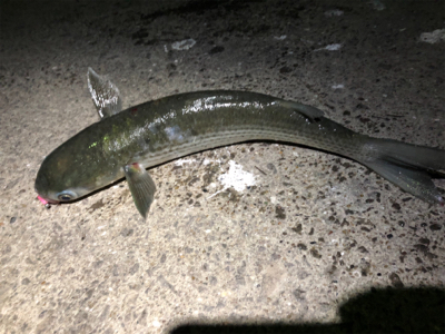 アジングにかかった大物