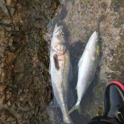 サイズアップならず