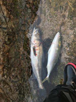 サイズアップならず