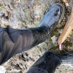 もう真冬なのに夏の魚をゲット!