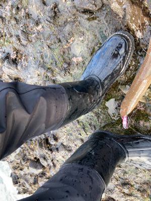 もう真冬なのに夏の魚をゲット!
