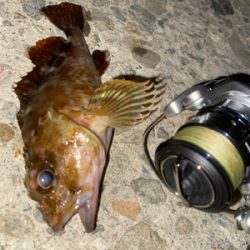 激シブメバリング