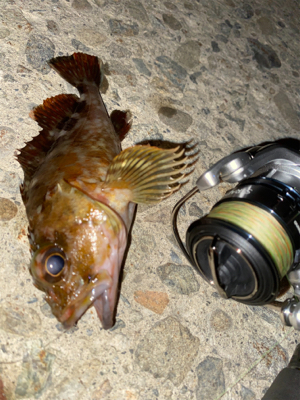 激シブメバリング