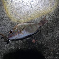 冬メバル&ガシラ