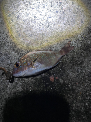 冬メバル&ガシラ