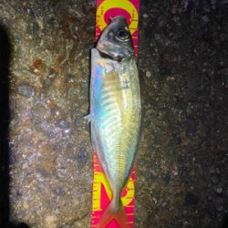 アジ自己新記録!