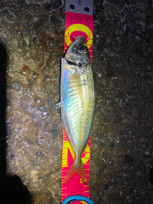 アジ自己新記録!