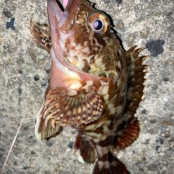 なんとかアジゲット