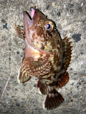 なんとかアジゲット