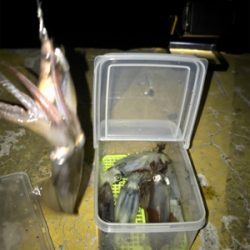 ヒイカはタイミング？σ(^_^;)