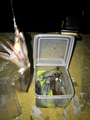 ヒイカはタイミング?σ(^_^;)