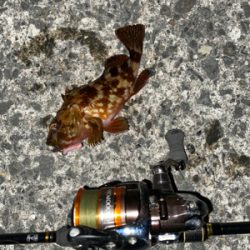 グッドサイズガシラ