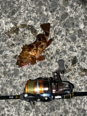 グッドサイズガシラ