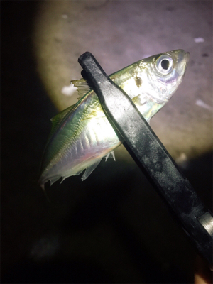 仕事終わりアジング