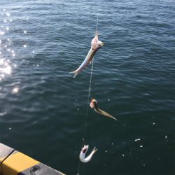 大阪湾奥でLSJとサビキ