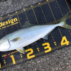 またまた武庫川一文字に