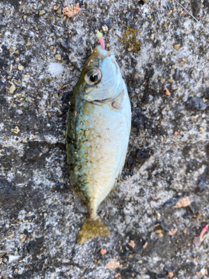 仕事帰りに唐津で釣行！