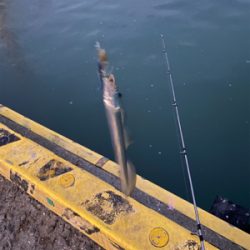 太刀魚　かます