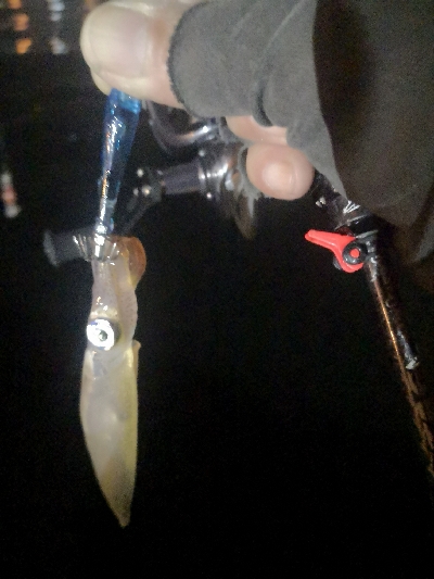 アジング練習 235