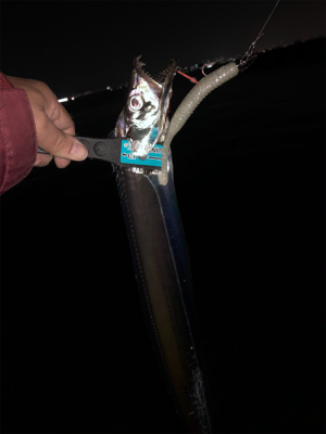 ドラゴンには出会えませんでしたが・・・