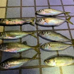 7ヶ月ぶりのアジング