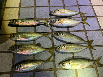 7ヶ月ぶりのアジング