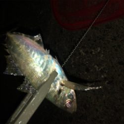 夕まずめにアジの回遊！