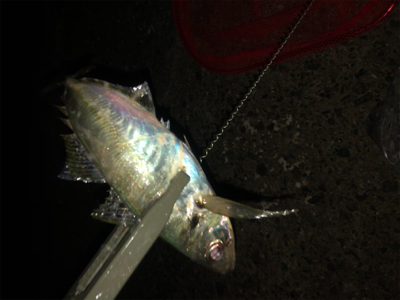 夕まずめにアジの回遊！