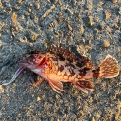 シーバスポイント探索がてらアジングへ