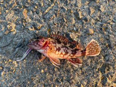 シーバスポイント探索がてらアジングへ