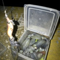 寒くてもヒイカ釣りσ(^_^;)