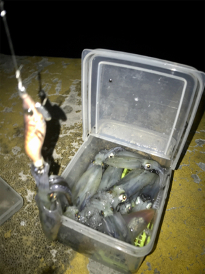 寒くてもヒイカ釣りσ(^_^;)