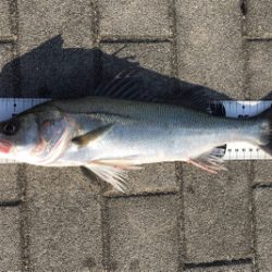 チーバス44センチ。。。