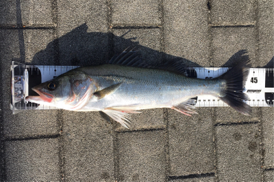 チーバス44センチ。。。