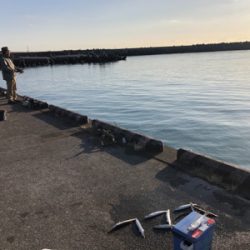 朝一のみのカマス