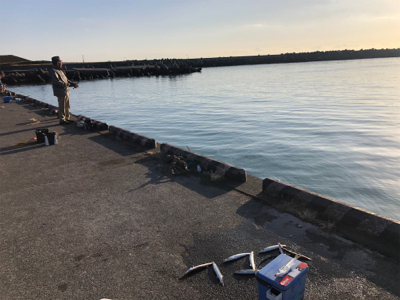 朝一のみのカマス