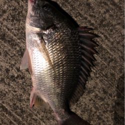 なんとかシーバス！