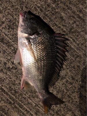 なんとかシーバス！