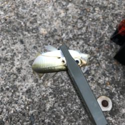 小あじ大量発生