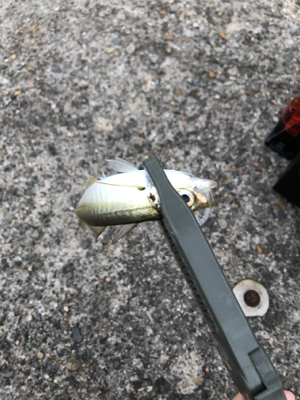 小あじ大量発生