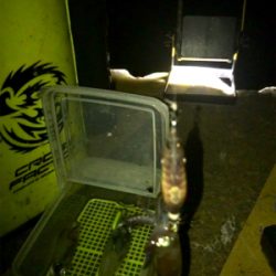 やっぱり渋いヒイカ釣り(><)