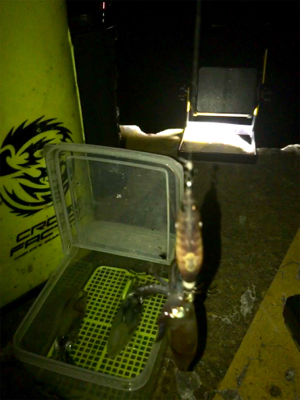 やっぱり渋いヒイカ釣り(><)