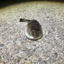 サバが食べたくて