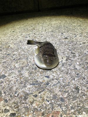 サバが食べたくて