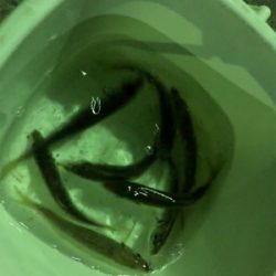 ガルプというワームの性能とやらを