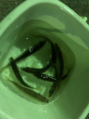 ガルプというワームの性能とやらを