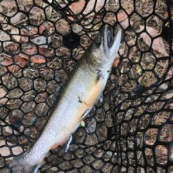 極寒のトラウト