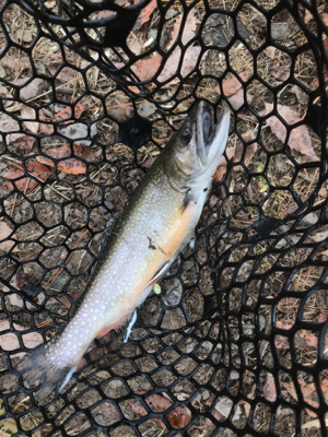 極寒のトラウト