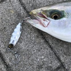 ☆3日で4回釣行